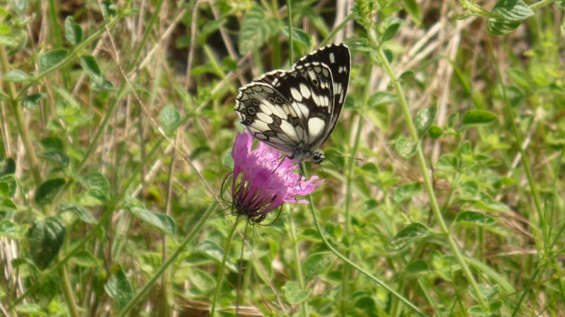 Melanargia sp.?